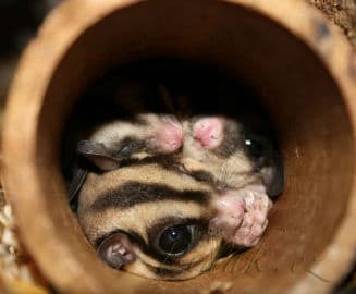 2. obrázek Terárium - Dubeč - Praha 