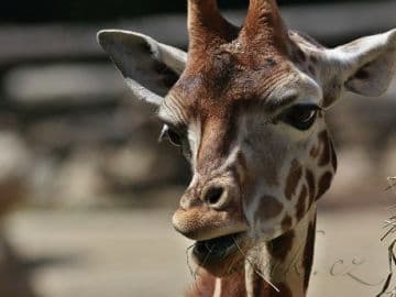 4. obrázek ZOO Zlín - Zámek Lešná- Zoo bez mříží