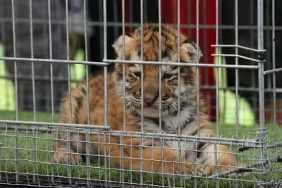 7. obrázek Zoo Dvorec - České Budějovice