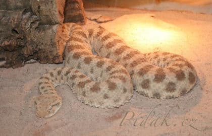 9. obrázek Terárium - Dubeč - Praha 