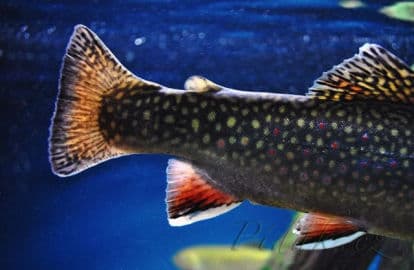 8. obrázek Akvárium Pod hladinou Vltavy- Praha