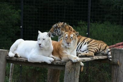 6. obrázek Zoo Dvorec - České Budějovice