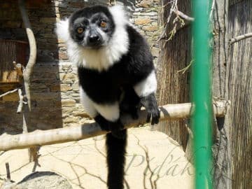 5. obrázek Zoopark zájezd- Kladno