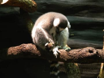 Obrázek Terárium - Dubeč - Praha