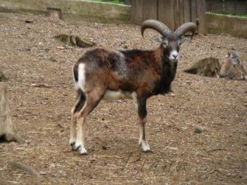 2. obrázek Zoo koutek Malá Chuchle- Praha