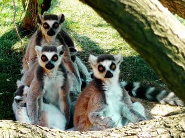 3. obrázek Zoopark zájezd- Kladno