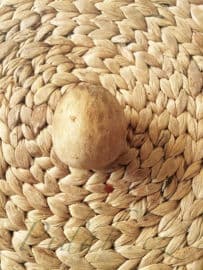 2. obrázek Avokádo - pěstujeme doma a z pecky