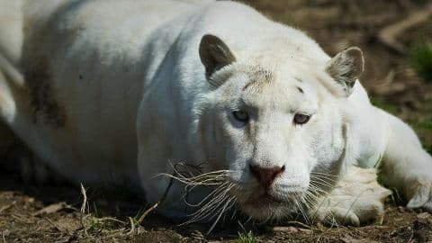 2. obrázek Zoo Dvorec - České Budějovice