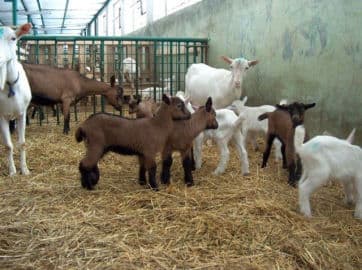 4. obrázek Výletní Areál Pěnčín